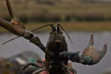 Oriel Science Killer Shrimp